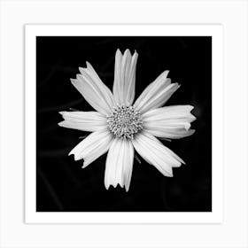 Free From The Shadows Black And White Square Art Print