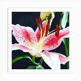 Asiatic lily Art Print