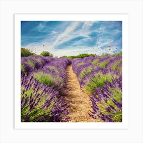 Lavender Field Art Print