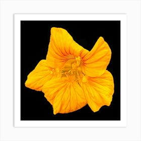 Nasturtium Art Print