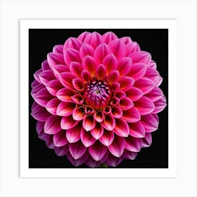 Vibrant pink dahlia flower Art Print