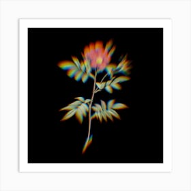 Prism Shift Rosa Redutea Glauca Botanical Illustration on Black n.0285 Art Print