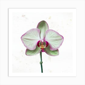 Orchid Flower 1 Art Print