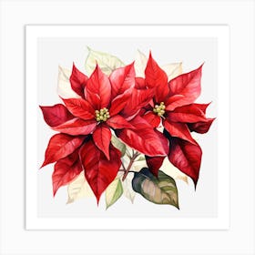 Poinsettia 37 Art Print