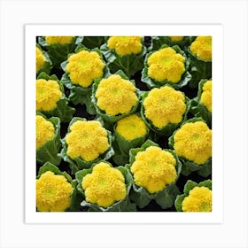 Yellow Cauliflower 1 Art Print