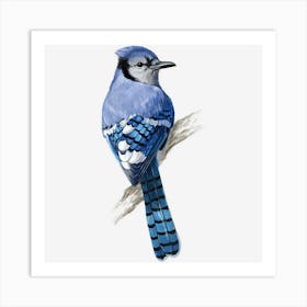 Blue Jay Bird Art Print