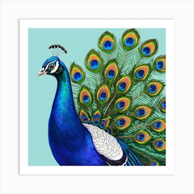 Peacock 6 Art Print