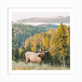 Wilderness Elk Scenery Art Print