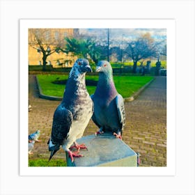 Pigeon In Love Art Print