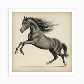 The Horse In Motion Animal Locomotion Art Print 0 Art Print