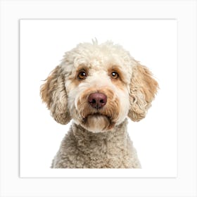 Lagotto Romagnolo Dog Portrait Poster