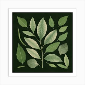 Leaves On A Black Background Art Print