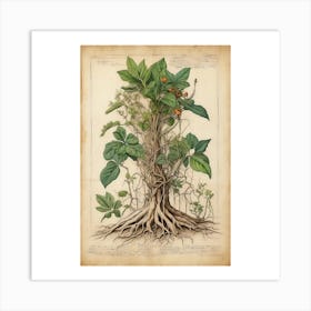 Botanical Illustration Of A Tree Art Print