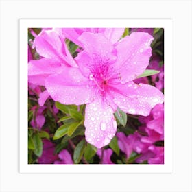 Pink Azaleas 21 Art Print