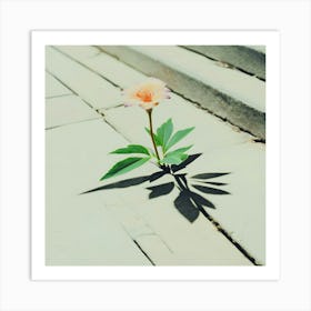 Flower Growing - Sidewalk Crack Art Print