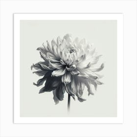 Gray & White Dahlia Minimalist Art Print