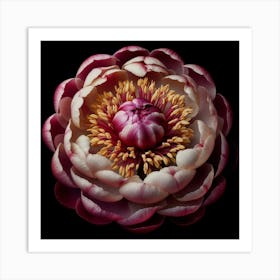 Buckeye Peony on Black Background Art Print