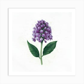 Purple Hyacinth Art Print