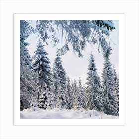 Snowy Forest In Winter Art Print