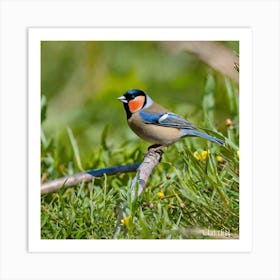 Rufous-Tailed Robin Art Print