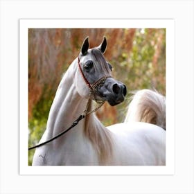 Arabian Horse Art Print