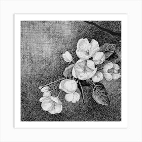 Apple Blossoms Art Print