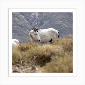 White Wild Horse Sierra Nevada Art Print