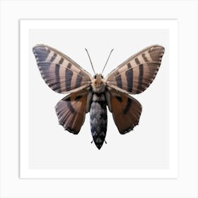 Butterfly Syrphid Moth Art Print