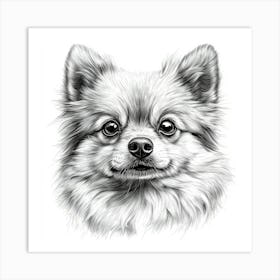 Pomeranian 1 Art Print