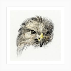 Head Of A Bird Of Prey, Jean Bernard Art Print