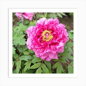 Peony in Japan 20 Art Print