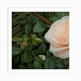 Peach Rose Art Print