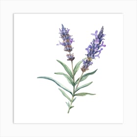 Lavender Flower Watercolor Illustration Art Print