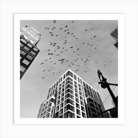 Birds In The Sky In New York Art Print