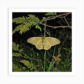 Nocturnal Moth Art Print