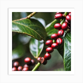 Coffee Berries 1 Art Print