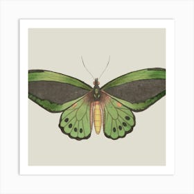 Butterfly 2 Art Print