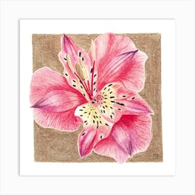Pink Lily of the Incas Botanical Watercolor Art Print