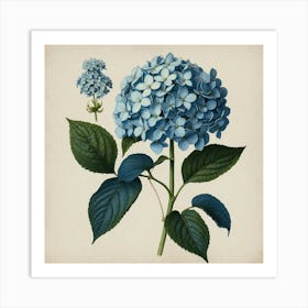 With Hydrangea Blue Botanical Illustration Art Print