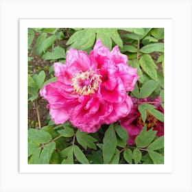 Peony 19 Art Print