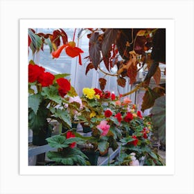 Begonias In A Greenhouse 2 Art Print