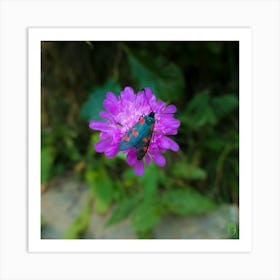 Moth On Purple Flower 20210824 84ppub Art Print