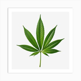 Marijuana Leaf Isolated On Black Background 3 Art Print