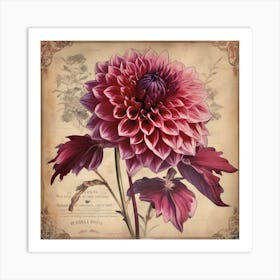 A Dahlia Floral Botanical Vintage 8 Art Print