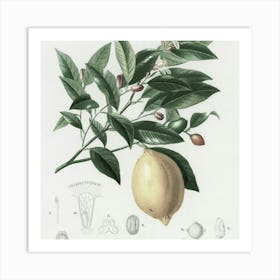 Lemon Tree Art Print