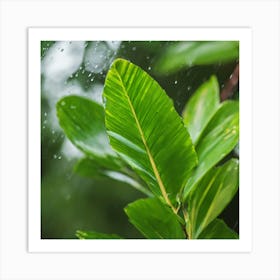 Rain Drops On A Leaf Art Print