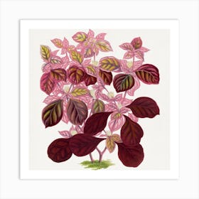 Pink Hibiscus Art Print