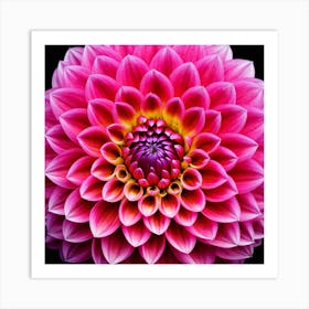 Vibrant pink dahlia flower 9 Art Print