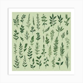 Thyme 6 Art Print