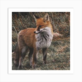 Red Fox Art Print